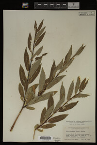 Salix lasiandra image