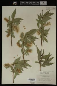Salix lasiandra image