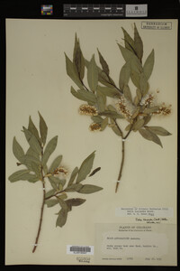 Salix lasiandra image