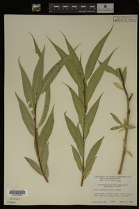 Salix lasiandra image