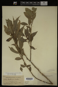 Salix lasiandra image