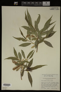 Salix lasiandra image