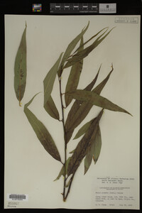 Salix lasiandra image
