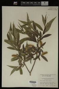 Image Associated With the Occurrence