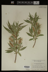 Salix lasiandra image