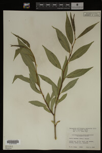 Salix lasiandra image