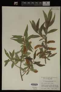 Salix lasiandra image