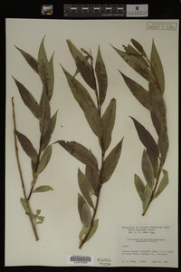 Salix lasiandra image