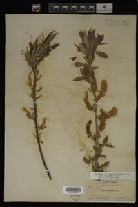 Salix lasiandra image