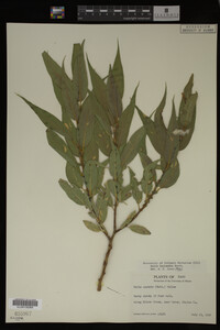 Salix lasiandra image
