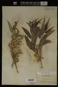 Salix lasiandra image