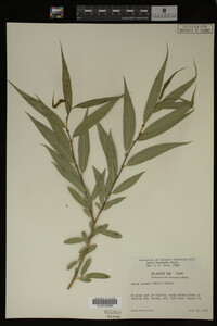 Salix lasiandra image
