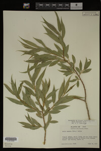 Salix lasiandra image