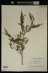 Salix lasiandra image