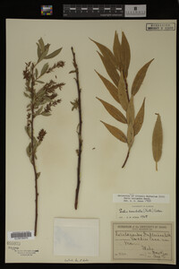 Salix lasiandra image