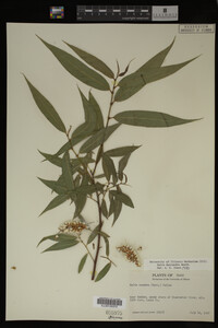Salix lasiandra image