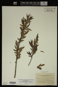 Image Associated With the Occurrence