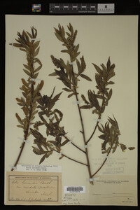 Salix lasiandra image
