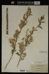Salix lasiandra image