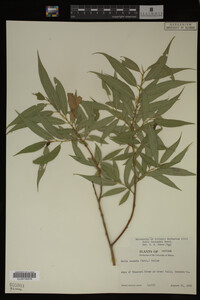 Salix lasiandra image