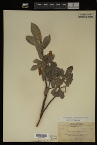 Salix lasiandra image