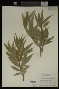 Salix lasiandra image