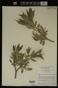 Salix lasiandra image
