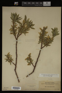 Salix lasiandra image