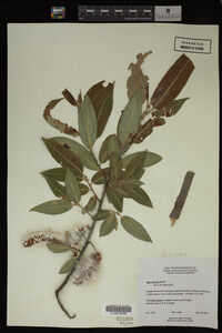 Salix lasiandra image