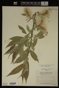 Salix lasiandra image