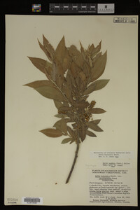 Image Associated With the Occurrence