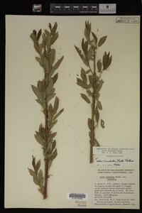 Salix lasiandra image