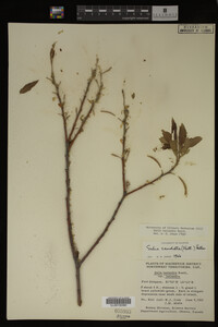 Salix lasiandra image