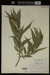 Image Associated With the Occurrence