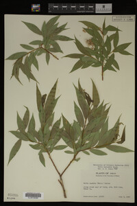 Salix lasiandra image