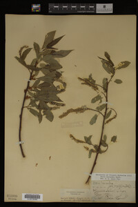Salix lasiandra image