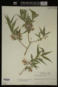 Salix lasiandra image