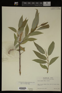 Salix lasiandra image