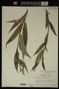 Salix lasiandra image