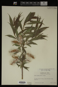 Salix lasiandra image