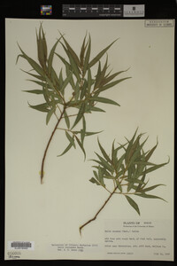 Salix lasiandra image