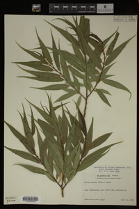 Salix lasiandra image