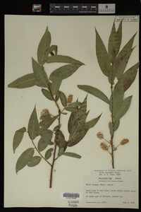 Salix lasiandra image