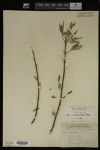 Salix lasiandra image
