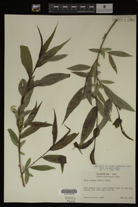 Salix lasiandra image