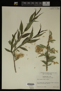 Salix lasiandra image