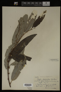 Salix lasiandra image