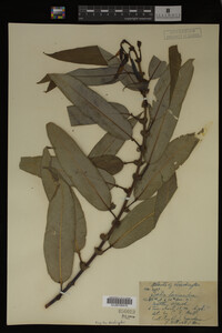 Salix lasiandra image