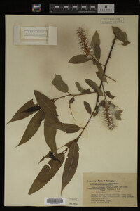 Salix lasiandra image