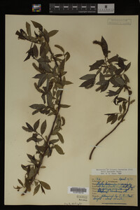 Salix lasiandra image